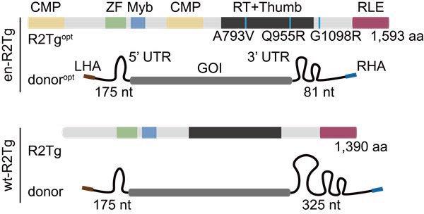 中科院實(shí)現(xiàn)以核糖核酸為媒介的基因精準(zhǔn)寫入 有望為遺傳病帶來全新治療方式(圖2)