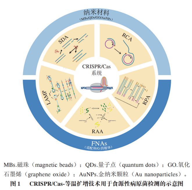 《食品科學(xué)》：東北農(nóng)業(yè)大學(xué)張微副研究員等：CRISPRCas-等溫擴增技術(shù)在食源性病原菌檢測中的研究進展(圖2)