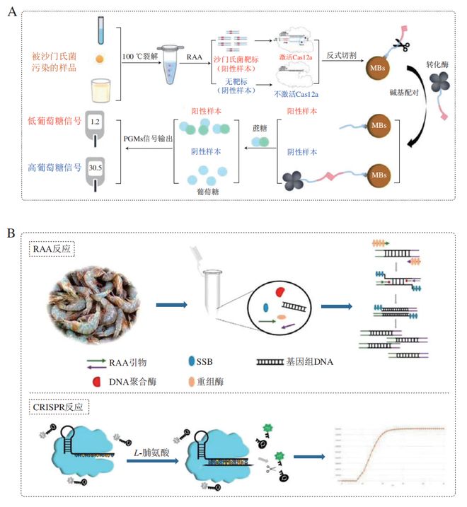 《食品科學(xué)》：東北農(nóng)業(yè)大學(xué)張微副研究員等：CRISPRCas-等溫擴增技術(shù)在食源性病原菌檢測中的研究進展(圖5)