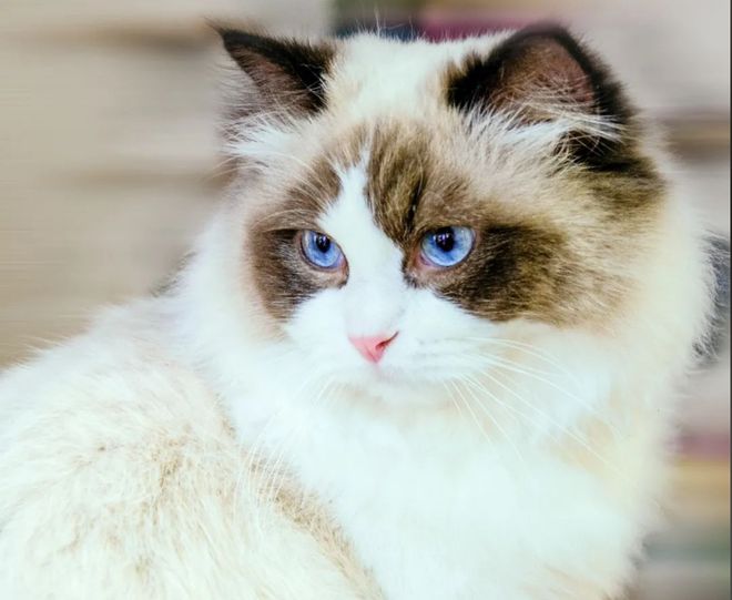 3萬買貓后續(xù)治療費(fèi)6萬法院判了！(圖2)