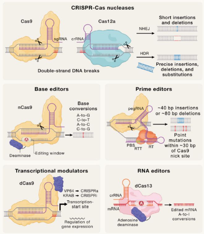 Cell｜CRISPR基因編輯技術(shù)的過去、現(xiàn)在和未來(圖4)