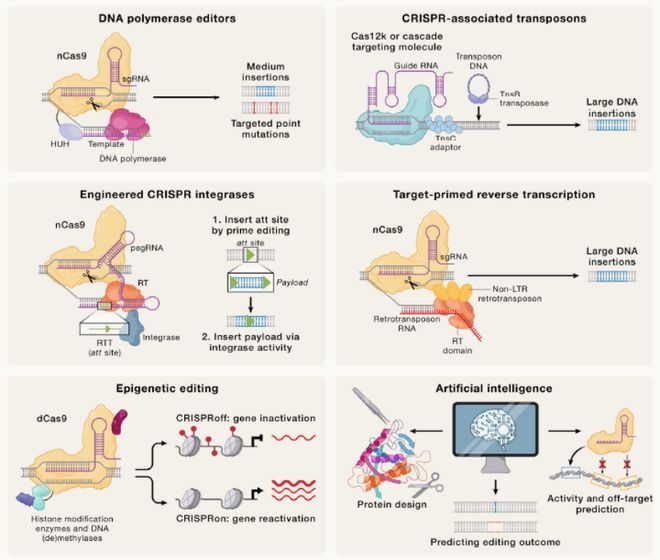 Cell｜CRISPR基因編輯技術(shù)的過去、現(xiàn)在和未來(圖7)