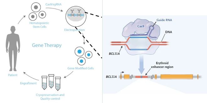 5年新生！邦耀生物全球首例CRISPR治愈β0β0型重度地貧患兒健康生活超5年(圖3)